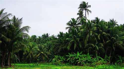 听什么歌背语文背的更快（听什么歌可以背诵背得更快）